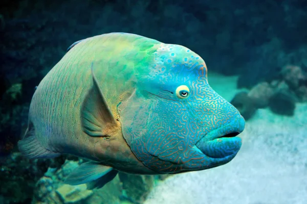 サンゴ礁の上の魚ナポレオン・ラス(チリヌス・ウンドゥラトゥス) — ストック写真
