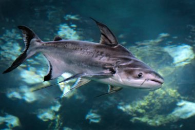 Yanardöner köpekbalığı (Pangasianodon hipophthalmus) Tatlı Su Balığı