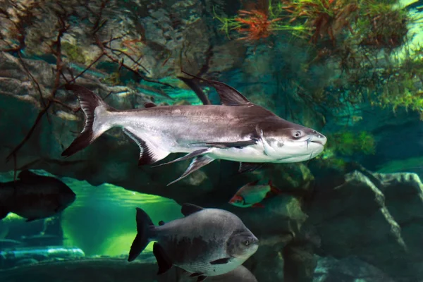 Iridescent shark (Pangasianodon hypophthalmus) in the aquarium. — Stock Photo, Image