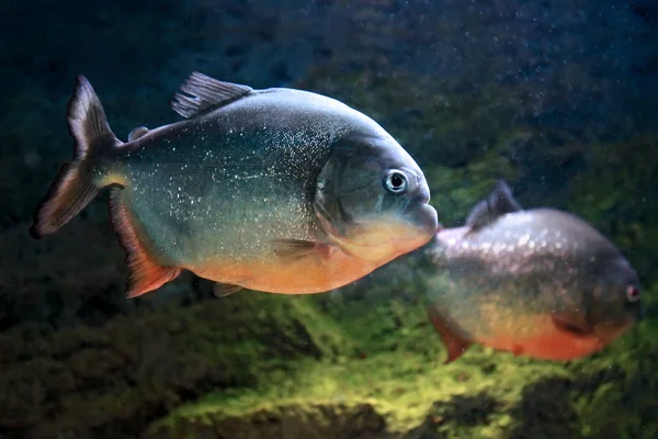 Vörös hasú piranha Pygocentrus nattereri vagy vörös piranha hal — Stock Fotó