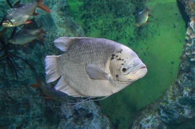 Tatlı su akvaryumunda dev gourami Osphromenus goramy