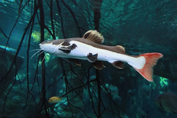 Peixe-gato de cauda vermelha (Practocephalus hermioliopterus) em água doce — Fotografia de Stock