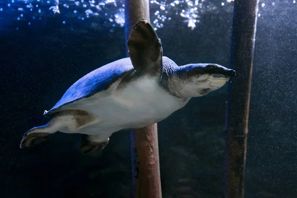 Disznóorrú teknős (Carettochelys insculpta) vagy a Fly River-i teknős — Stock Fotó