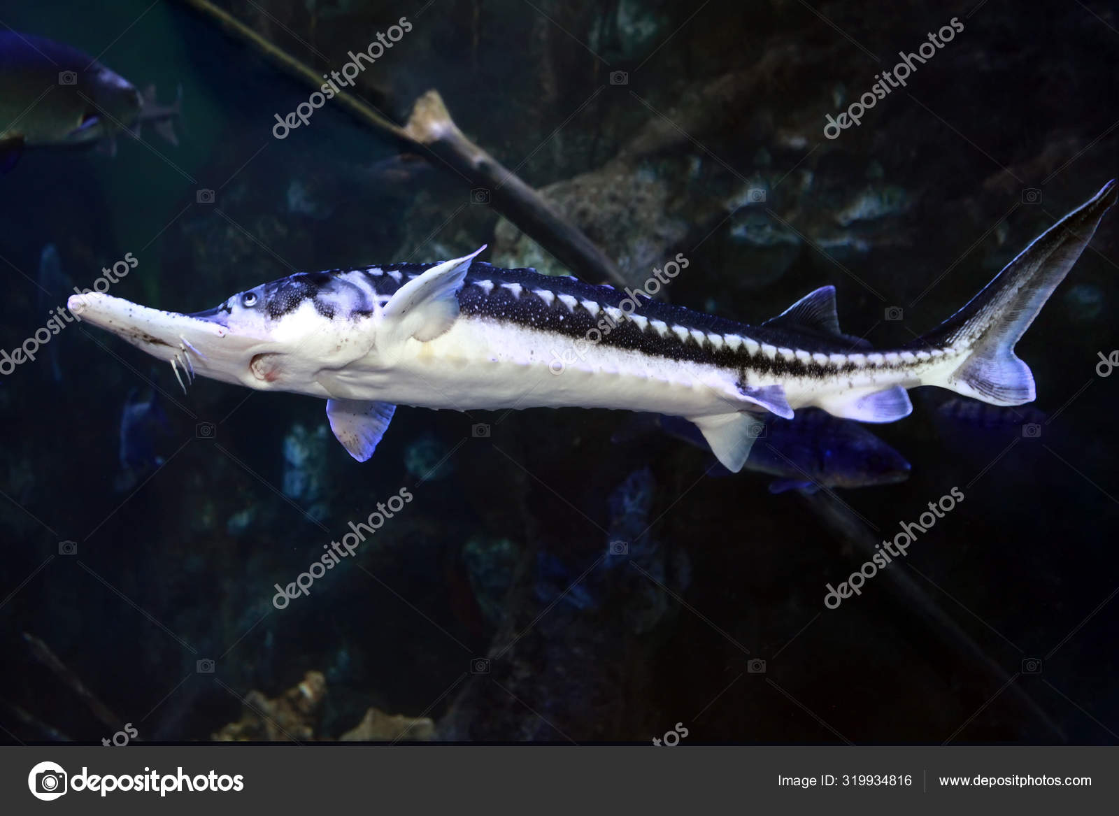 Starry Sturgeon Acipenser Stellatus Fish Stock Photo Image By C Geniuslady 319934816