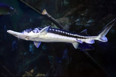 Starry Sturgeon (Acipenser stellatus) balığı