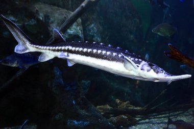 Starry Sturgeon (Acipenser stellatus) balığı 
