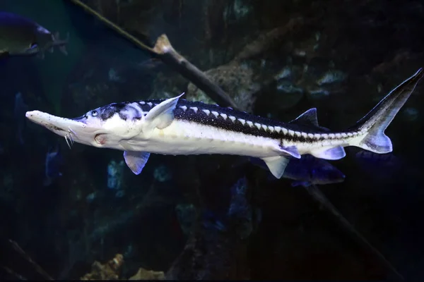 Starry Sturgeon (Acipenser stellatus) fish — Stock Photo, Image