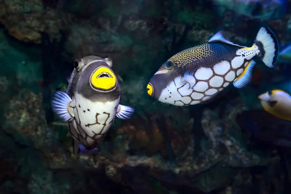 Coppia di piccoli pesci tropicali Balistoides conspilum in acqua di mare — Foto Stock