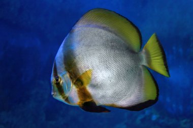 Orbiküler yarasa balığı (Platax orbicularis) deniz balığı