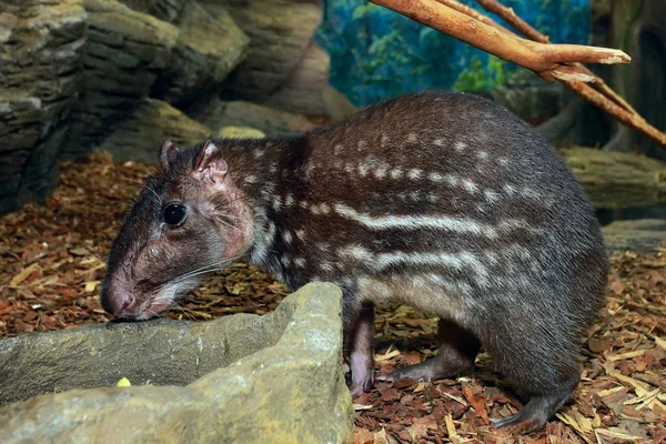 Pacarana (Dinomys branickii) — Fotografia de Stock