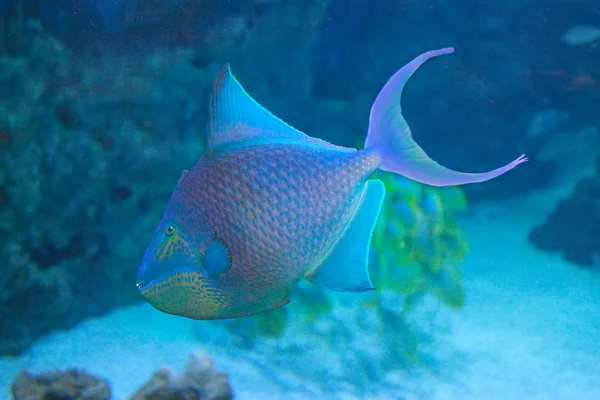 Nijer ya da Kırmızı Diş Balığı (Odonus niger) — Stok fotoğraf