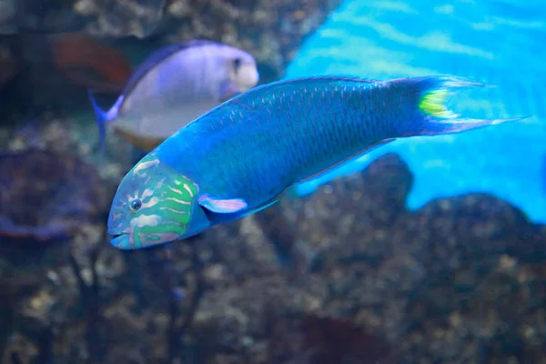 Mercan resifinde közlenmiş papağan balığı (Scarus rubroviolaceus) — Stok fotoğraf