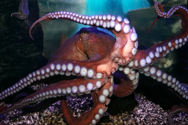 Polpo (Octopoda ). — Foto Stock