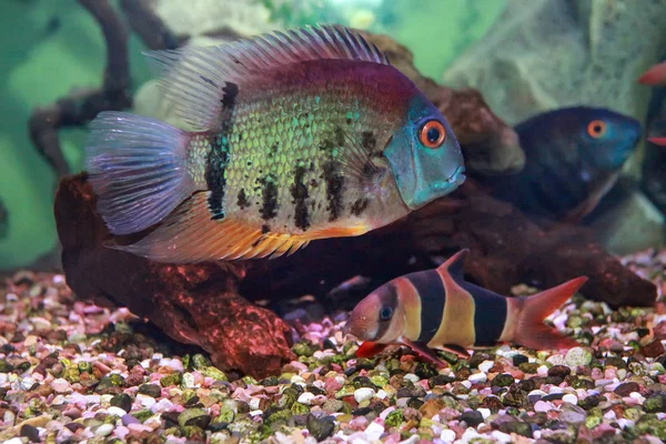 Red Shoulder Severum (Heros efasciatus) fish from Amazon