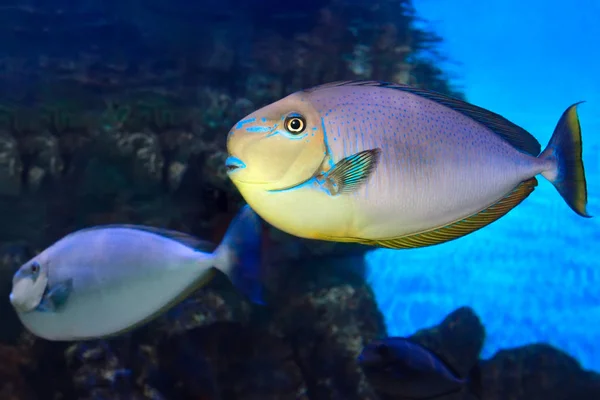 Jednorožec velkooký Naso vlamingii tropické mořské ryby — Stock fotografie