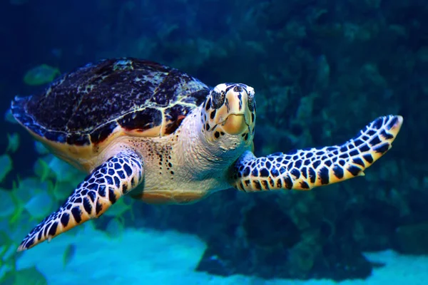 Hawksbill Turtle水下海龟 — 图库照片
