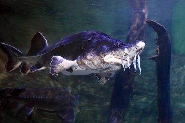 Beluga Sturgeon yakınlaş..
