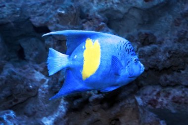 Sarı çubuk veya Arap melek balığı (Pomacanthus maculosus) 