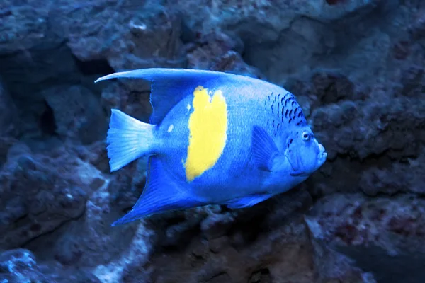 Pez ángel amarillento o árabe (Pomacanthus maculosus ) —  Fotos de Stock