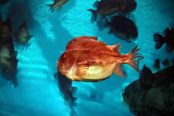 Lumpfish (Cyclopterus lumpus) in aquarium — Stock Photo, Image