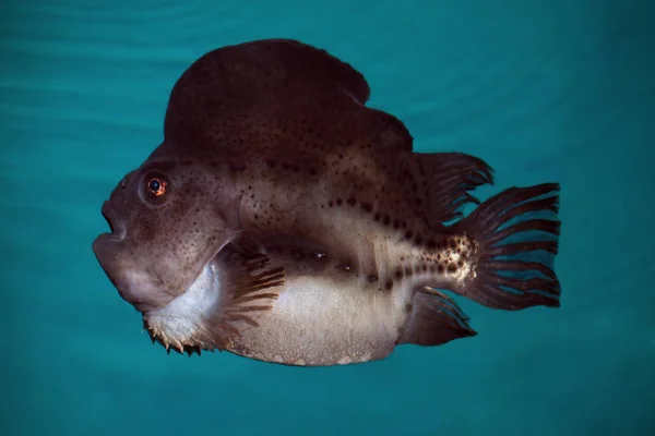 Pesce grumo (Cyclopterus lumpus) in acquario — Foto Stock