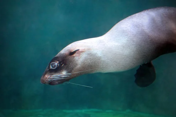 Seal. Water, swimming. — Stock Photo, Image
