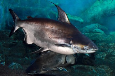 Yanardöner köpekbalığı (Pangasianodon hipophthalmus)