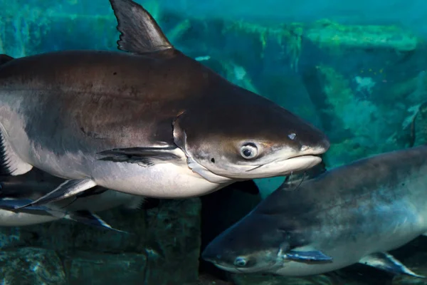 Tiburón iridiscente (Pangasianodon hypophthalmus ) —  Fotos de Stock