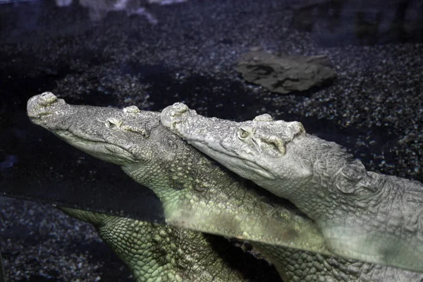 Два крокодили лежать у воді — стокове фото