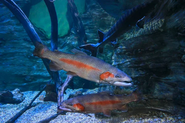 Die Regenbogenforelle (oncorhynchus mykiss)) — Stockfoto