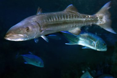 Sphyraena Barracuda, ya da Büyük Barakuda 