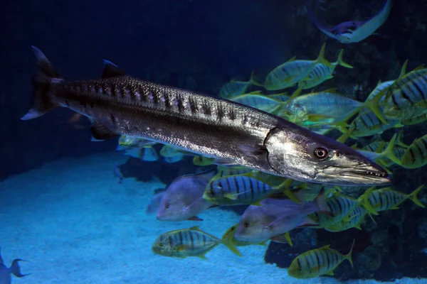 Sphyraena barracuda, oder großer Barracuda — Stockfoto