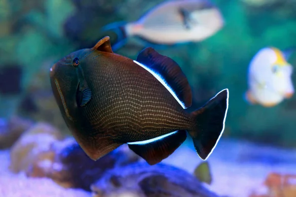 Fish Indian triggerfish or Melichthys indicus. — Stock Photo, Image