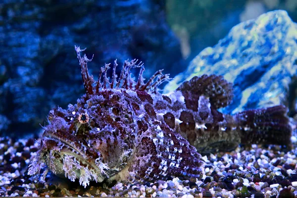 Pesce pietra (Synanceia verrucosa) in acquario marino — Foto Stock
