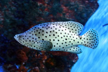 Kambur orfoz (Cromileptes altivelis).