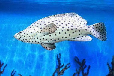 Kambur orfoz (Cromileptes altivelis).