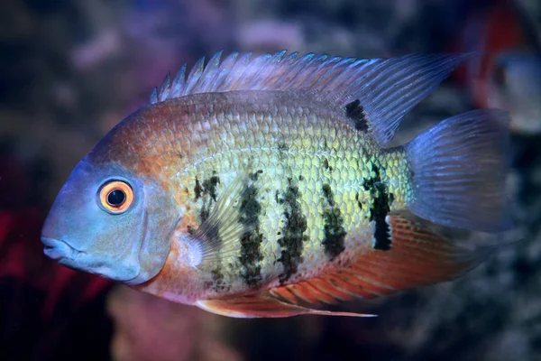 Red Shoulder Severum (Heros efasciatus) fish from Amazon — Stock Photo, Image