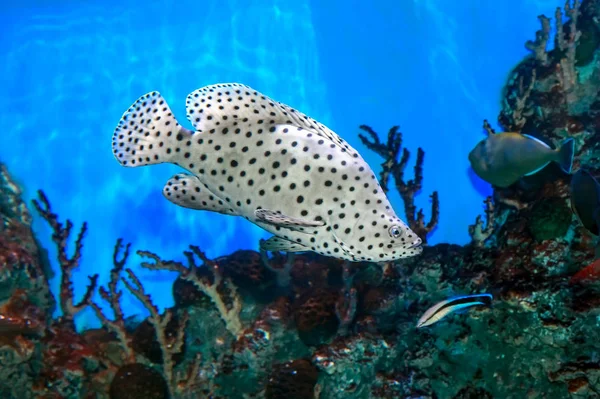 Humpback grouper (Cromileptes altivelis). — Stock Photo, Image