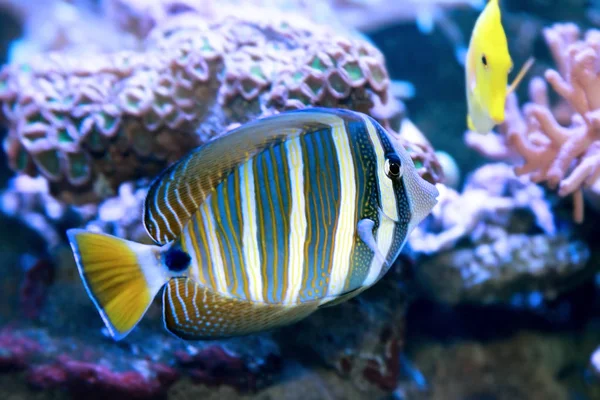 Fish Red sea sailfin tang. — Stock Photo, Image