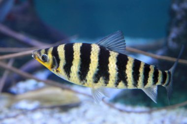 Bantlı leporinus Leporinus fasciatus.