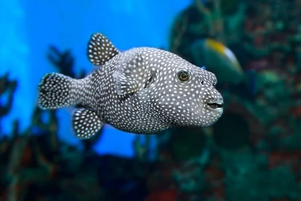 Stripped puffer Arothron meleagris  in the sea water — Stock Photo, Image