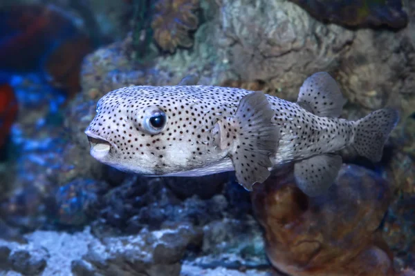 Pez globo (Tetraodontidae) en el agua de mar — Foto de Stock