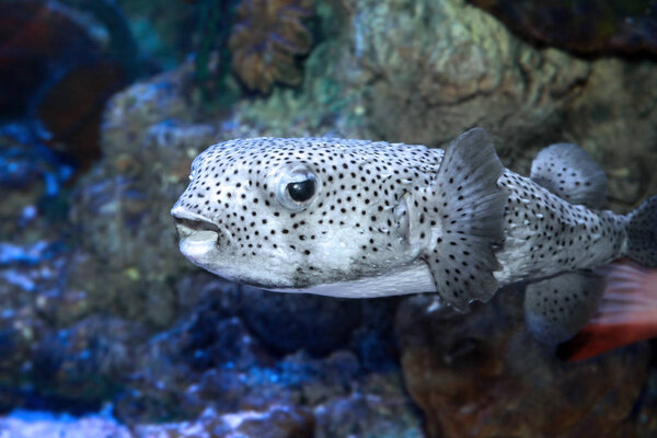 Pufferfish (Tetraodontidae) or balloonfish