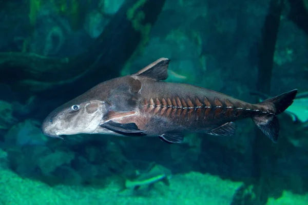 Ripsaw Catfish Oxydoras niger. — Stock Photo, Image