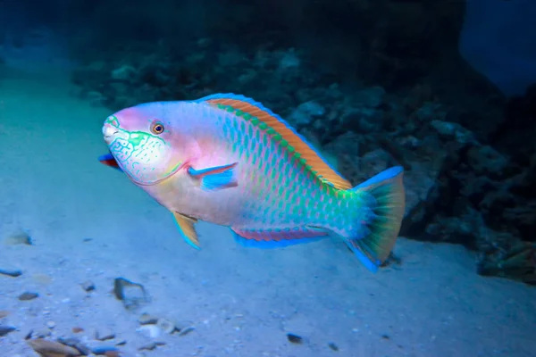 Mercan resifinde renkli papağan balığı (Chlorurus sordidus) — Stok fotoğraf