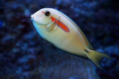 Turuncu bant Surgeonfish (Acanthurus olivaceus) balığı.