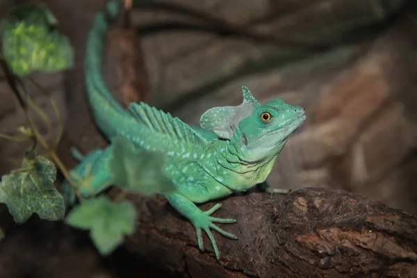 Gepruimde basilisk (Basiliscus plumifrons)). — Stockfoto