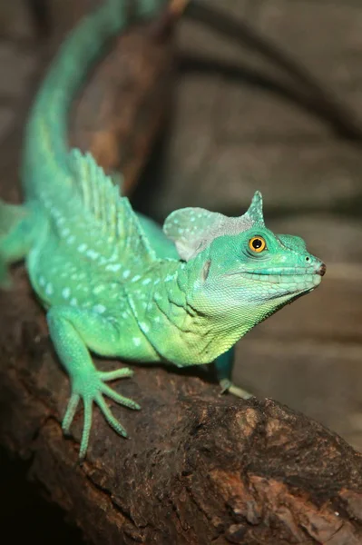 Pläterad basilisk (Basiliscus plumifrons)). — Stockfoto