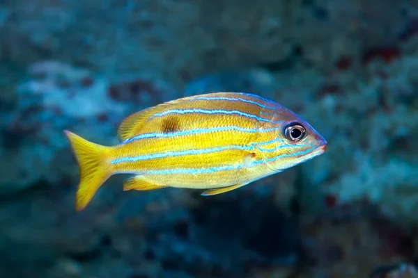 Lutjanus kasmira - Bluestripe snapper — Stock Photo, Image