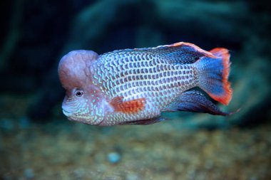 Akvaryumdaki Akara turkuazı (Andinacara rivulatus) 
